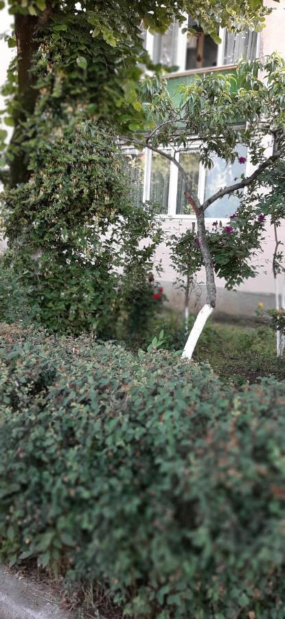 Alice Apartment Arad Dış mekan fotoğraf